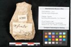 Foto (Objekt + Etikett) von Xylomites zizyphi Ettingshausen (NHMW-GEO-2024-0188-8202)